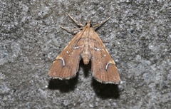 Musotima nitidalis