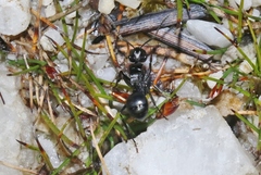 Polyrhachis patiens