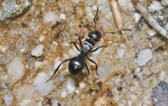 Polyrhachis patiens