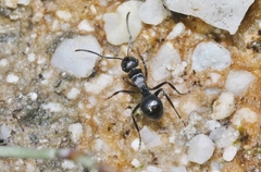 Polyrhachis patiens