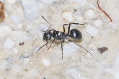 Polyrhachis patiens