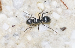 Polyrhachis patiens