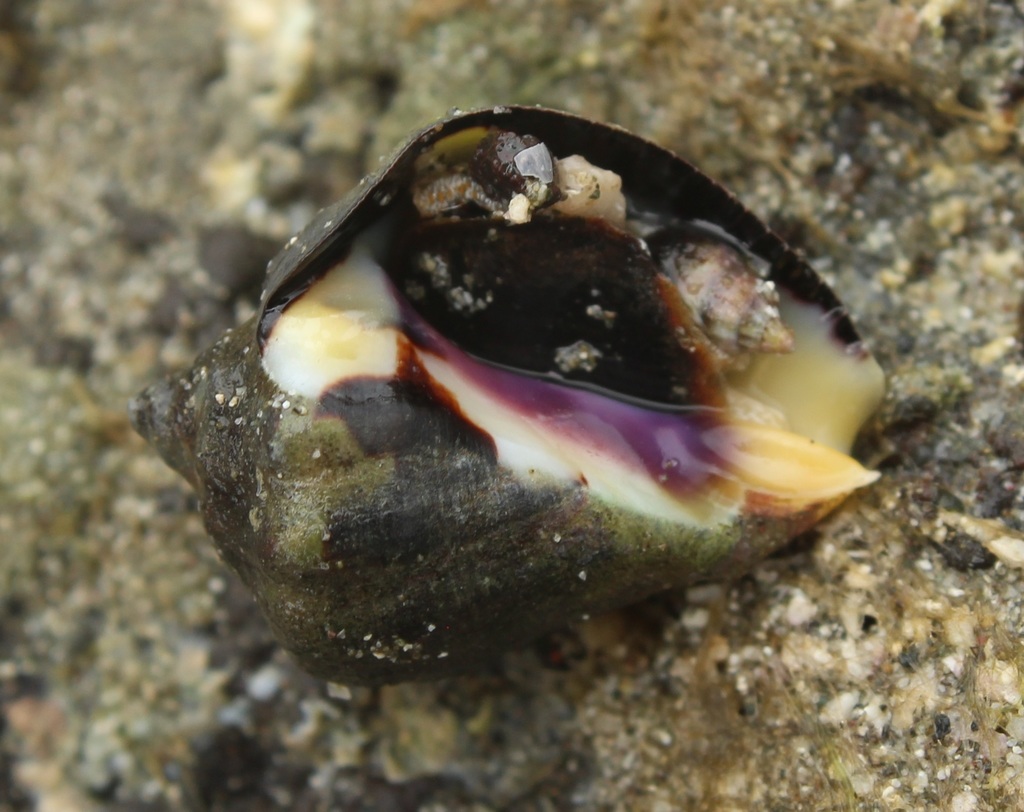 Gourd Rock Snail