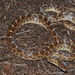 Arizona elegans elegans - Photo (c) Thomas Belford,  זכויות יוצרים חלקיות (CC BY-NC), הועלה על ידי Thomas Belford