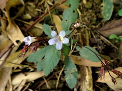 Staurogyne concinnula