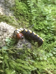 Acronicta funeralis