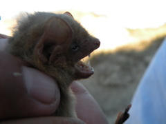 Lasiurus ega