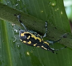 Exophthalmus nicaraguensis image