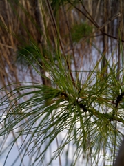 Pinus strobus