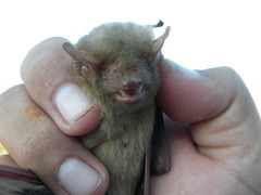 Lasiurus ega