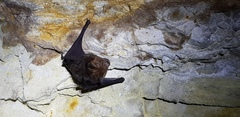 Hipposideros armiger