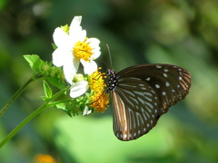 Euploea mulciber barsine