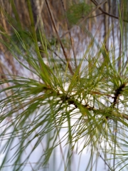 Pinus strobus