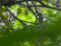 Lampornis viridipallens