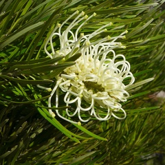 Grevillea exul