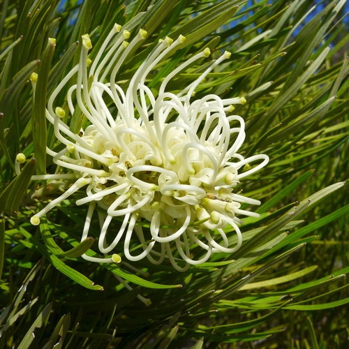 Grevillea exul subsp. rubiginosa (Brongn. & Gris) Virot