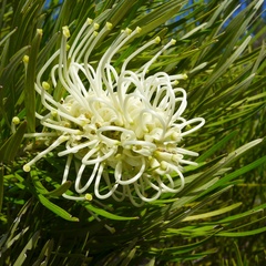Grevillea exul
