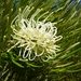 Grevillea exul - Photo (c) Jakob Fahr, some rights reserved (CC BY-NC), uploaded by Jakob Fahr