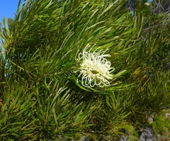 Grevillea exul
