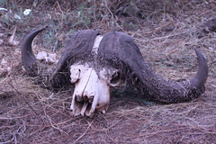 Ceratophaga vastella