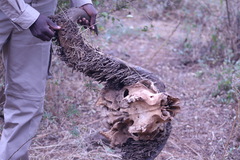 Ceratophaga vastella