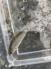 Systomus orphoides