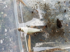 Systomus orphoides