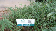 Pleioblastus fortunei