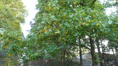 Liriodendron chinense