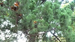 Juniperus × pfitzeriana