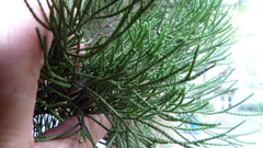 Juniperus × pfitzeriana