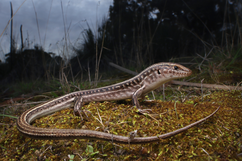Robust Ctenotus (Ctenotus robustus)