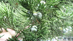 Juniperus × pfitzeriana