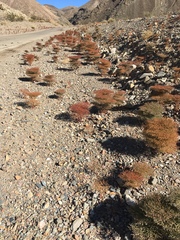 Eriogonum rixfordii