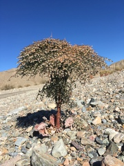 Eriogonum rixfordii