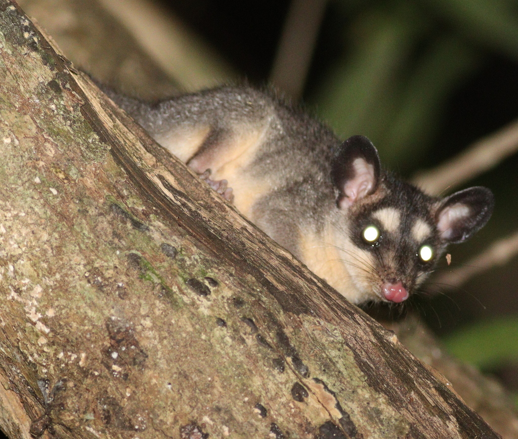black four-eyed opossums