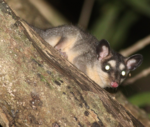 black four-eyed opossums