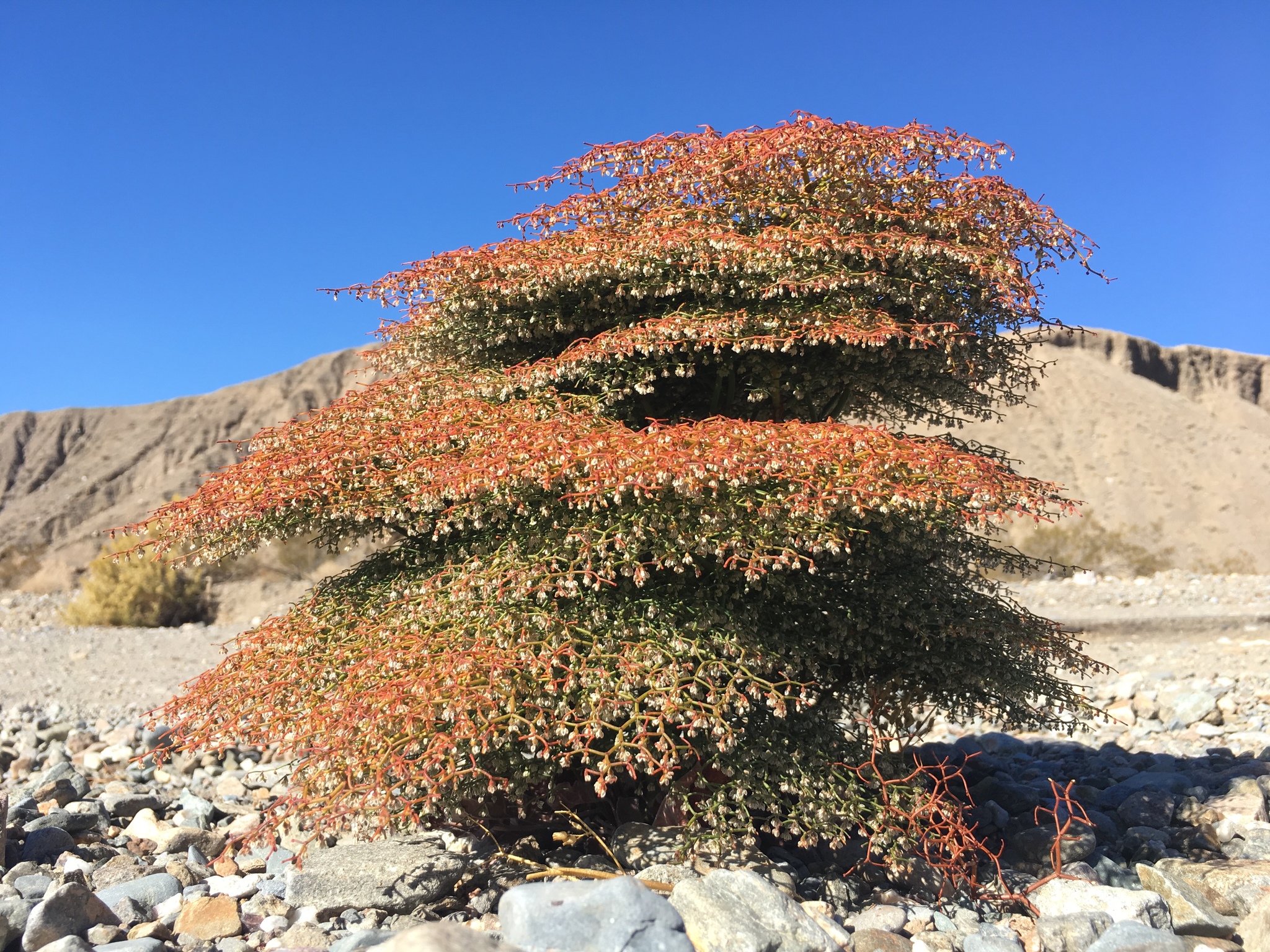 Eriogonum rixfordii