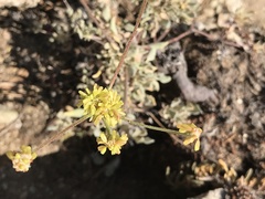Eriogonum marifolium