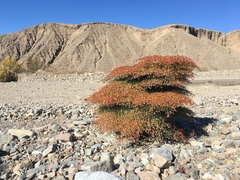 Eriogonum rixfordii