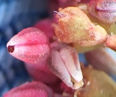 Eriogonum hoffmannii robustius