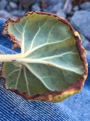 Eriogonum hoffmannii robustius