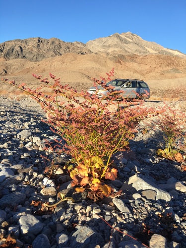 Eriogonum hoffmannii var. robustius