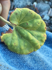 Eriogonum hoffmannii robustius