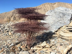 Eriogonum rixfordii