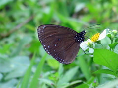 Euploea tulliolus koxinga