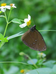 Euploea tulliolus koxinga