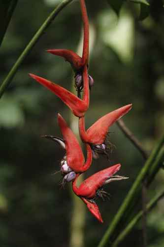 Heliconia pendula