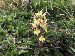 Pedicularis oederi