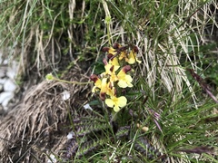 Pedicularis oederi